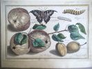 Pommes, prunes, papillon. Fruits, insectes  prédateurs. . LEOPOLD I.F 
