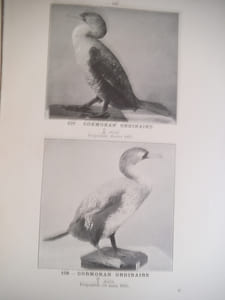 Les nouveaux procédés de taxidermie