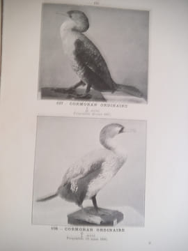 Les nouveaux procédés de taxidermie . ALLEON Comte