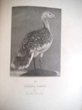 Les nouveaux procédés de taxidermie . ALLEON Comte