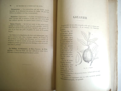 Les industries de la conservation des fruits.