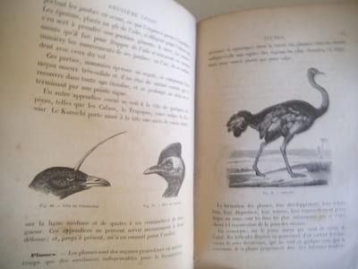 Leçons élémentaires sur l'histoire des oiseaux.