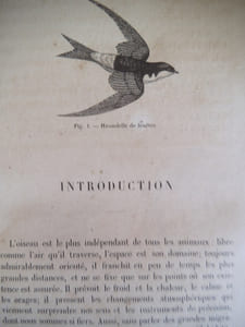 Leçons élémentaires sur l'histoire des oiseaux.