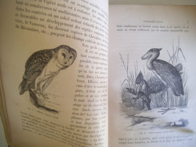 Leçons élémentaires sur l'histoire des oiseaux.