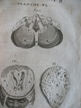 L’anatomie du corps humain . SAINT HILAIRE