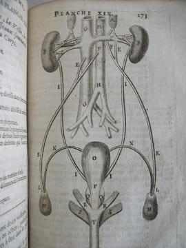 L’anatomie du corps humain . SAINT HILAIRE