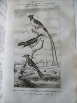 Œuvres complètes avec les suppléments augmentés de la classification de G.CUVIER. BUFFON 