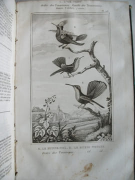 Œuvres complètes avec les suppléments augmentés de la classification de G.CUVIER. BUFFON 