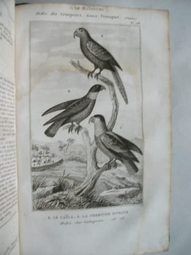 Œuvres complètes avec les suppléments augmentés de la classification de G.CUVIER. BUFFON 
