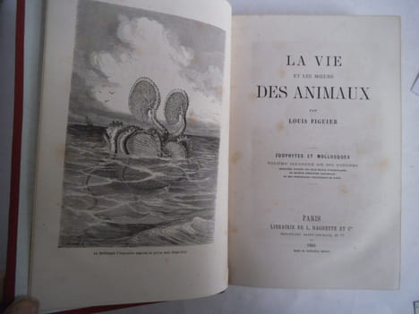 La vie et les mœurs des animaux zoophytes et mollusques . FIGUIER Louis