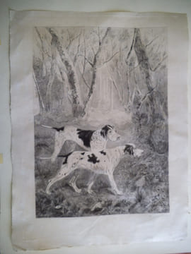Chiens d’arrêt . FOUQUET-DORVAL