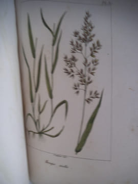 Traité des prairies naturelles et artificielles . BOITARD