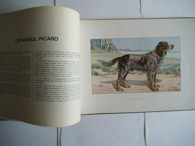 Les chiens de chasse 