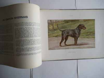 Les chiens de chasse 