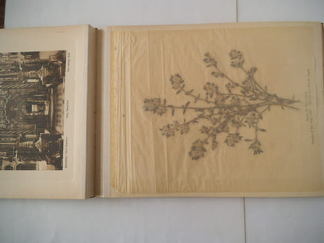 Photographies et fleurs de Terre Sainte. anonyme