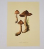 Beaux champignons. Duperrex Aloys, aquarelles Poluzzi Charles
