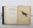 Histoire naturelle des colibris suivie d'un supplément à l'histoire naturelle des oiseaux-mouches.. Lesson R. P.