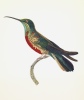 Histoire naturelle des colibris suivie d'un supplément à l'histoire naturelle des oiseaux-mouches.. Lesson R. P.