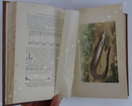La pêche et les poissons. Nouveau dictionnaire général des pêches.  Précédé d'une préface par Auguste Duméril. 1100 illustrations dessinées et ...