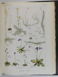 Flore complète illustrée en couleurs de France Suisse et Belgique (Comprenant la plupart des plantes d'Europe). Tome I à XII.