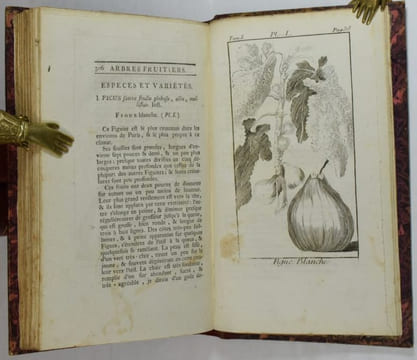 Traité des arbres fruitiers, contenant leur figure, leur description, leur culture, &c. Tome Premier (-Second, -Troisième).. DUHAMEL DU MONCEAU, ...