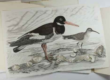 Les Chants des Solitudes. Ornés de Burins originaux de Tavy Notton.. BUFFON ; NOTTON, Tavy (illustrations).