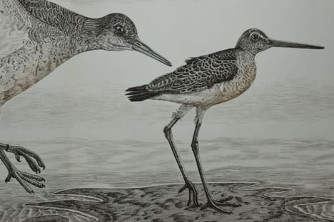Les Chants des Solitudes. Ornés de Burins originaux de Tavy Notton.. BUFFON ; NOTTON, Tavy (illustrations).