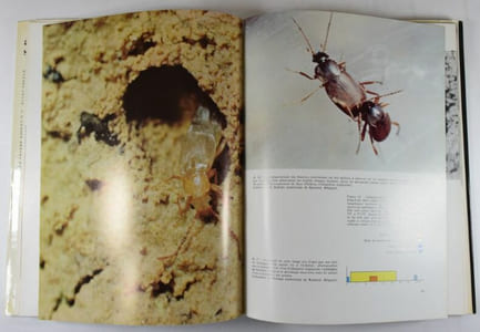 Atlas de la vie souterraine - Les animaux cavernicoles