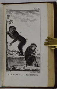 Histoire Naturelle de Buffon, classée par ordres, genres et espèces, d'après le système de Linné, avec les caractères génériques et la nomenclature Linnéenne ; Par René-Richard Castel, auteur du poëme des Plantes. [Volumes 1 et 2.] Théorie de la Terre. [Vol. 3] Discours généraux sur l'Histoire Naturelle. [Vol. 4 à 10] Quadrupèdes (tomes I à VII.). 