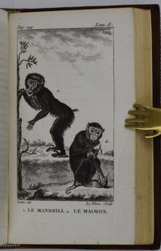 Histoire Naturelle de Buffon, classée par ordres, genres et espèces, d'après le système de Linné, avec les caractères génériques et la nomenclature ...