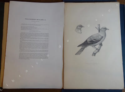 Iconographie des pigeons non figurés par Mme Knip (Mme Pauline de Courcelles) (...)