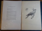 Iconographie des pigeons non figurés par Mme Knip (Mme Pauline de Courcelles) (...). BONAPARTE (Charles Lucien)