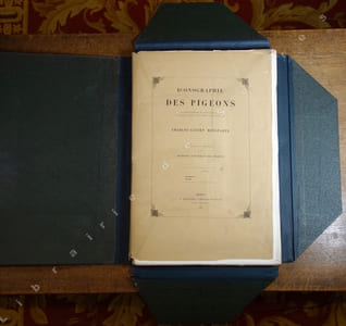Iconographie des pigeons non figurés par Mme Knip (Mme Pauline de Courcelles) (...)