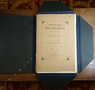 Iconographie des pigeons non figurés par Mme Knip (Mme Pauline de Courcelles) (...). BONAPARTE (Charles Lucien)