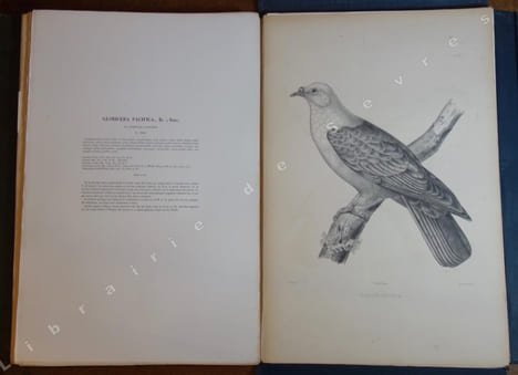 Iconographie des pigeons non figurés par Mme Knip (Mme Pauline de Courcelles) (...). BONAPARTE (Charles Lucien)