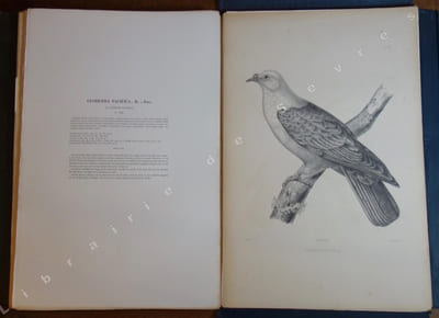 Iconographie des pigeons non figurés par Mme Knip (Mme Pauline de Courcelles) (...)