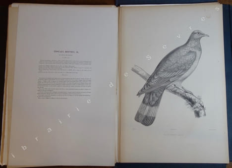 Iconographie des pigeons non figurés par Mme Knip (Mme Pauline de Courcelles) (...). BONAPARTE (Charles Lucien)