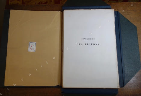 Iconographie des pigeons non figurés par Mme Knip (Mme Pauline de Courcelles) (...). BONAPARTE (Charles Lucien)