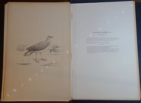 Iconographie des pigeons non figurés par Mme Knip (Mme Pauline de Courcelles) (...). BONAPARTE (Charles Lucien)