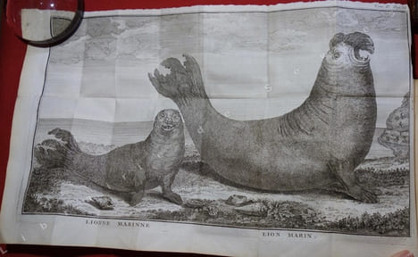 Voyage autour du Monde fait dans les années 1740, 41, 42, 43 & 44 (...). ANSON (George)