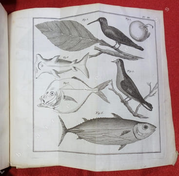 Histoire d'un voyage aux isles malouines, fait en 1763 & 1764; avec des observations sur le détroit de Magellan, et sur les patagons. PERNETTY ou ...