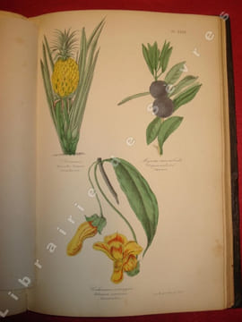 Botanique, organographie et taxonomie. Histoire naturelle des familles végétales et des principales espèces, suivant la classification de M. Adrien de ...