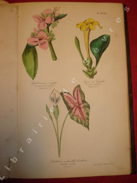 Botanique, organographie et taxonomie. Histoire naturelle des familles végétales et des principales espèces, suivant la classification de M. Adrien de ...