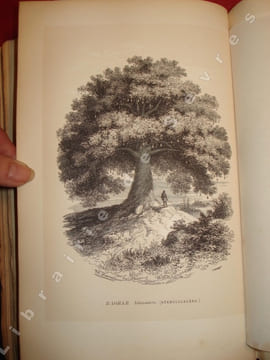 Botanique, organographie et taxonomie. Histoire naturelle des familles végétales et des principales espèces, suivant la classification de M. Adrien de ...
