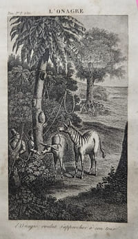 Le Robinson suisse, ou Récit d'un père de famille jeté par un naufrage dans une île déserte avec sa femme et ses enfants, Traduction nouvelle contenant la suite donnée par l'auteur allemand, M. Wiss, revue et corrigée par Pierre Blanchard
