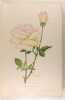 Les plus belles roses au début du XXè siècle. Collectif (Société Nationale d’horticulture de France)