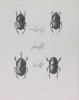 Voyage de Monsieur Guy Babault dans l’Afrique Orientale anglaise - Insectes coléoptères. BABAULT Guy & collectif  : d’ORBIGNY, PIC, PESCHET, ...