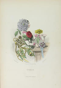 Les fleurs animées.