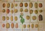(Affiche) Kartoffelsorten (espèces de pommes de terre) N°19. UHRMANN Pr. & SCHREIBER J. F. 