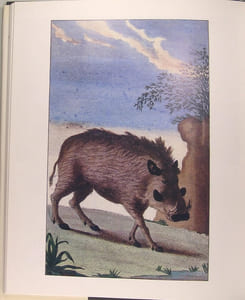 Anthologie du sanglier.